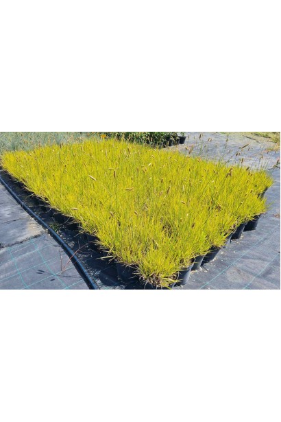 Лепешняк великий Варієгата